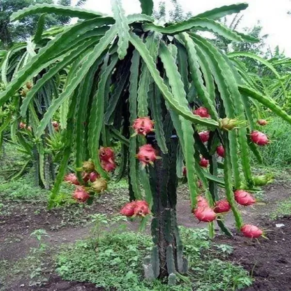 White_Dragon_Fruit_Cutting_Grafted_Plants_Tree_1_2_Feet_Size