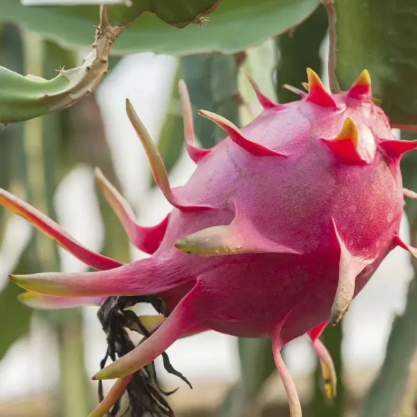 White_Dragon_Fruit_Cutting_Grafted_Plants_Tree_1_2_Feet_Size