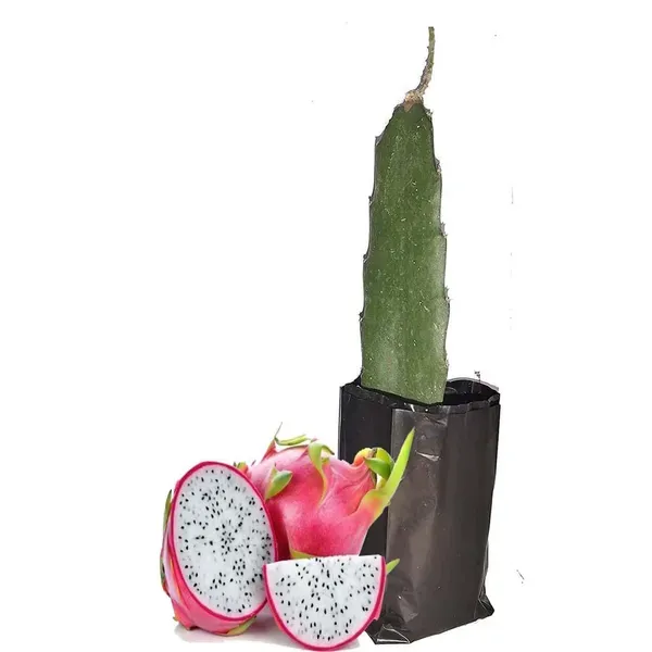 White_Dragon_Fruit_Cutting_Grafted_Plants_Tree_1_2_Feet_Size