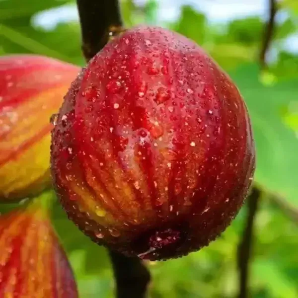 Red_Israel_Khurtmani_Anjeer_Fig_Fruit_Air_Layering_Grafted_Plants_Tree