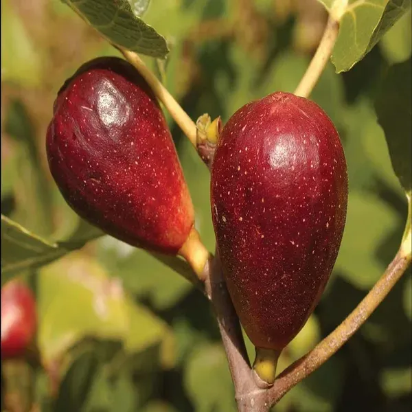 Red_Israel_Khurtmani_Anjeer_Fig_Fruit_Air_Layering_Grafted_Plants_Tree