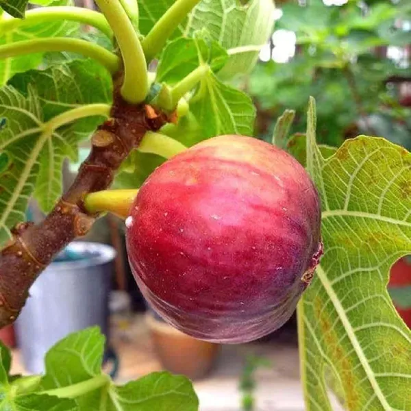 Red_Israel_Khurtmani_Anjeer_Fig_Fruit_Air_Layering_Grafted_Plants_Tree