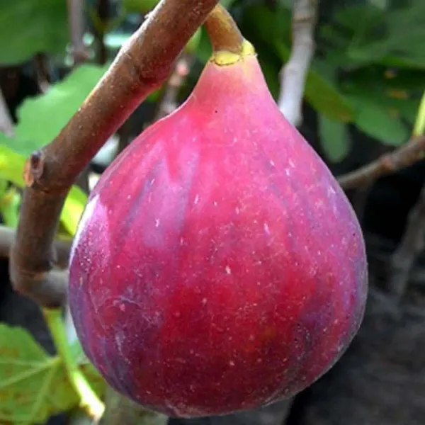 Red_Israel_Khurtmani_Anjeer_Fig_Fruit_Air_Layering_Grafted_Plants_Tree