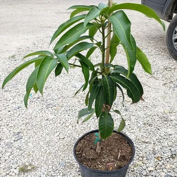 Thai_King_Of_Chakapat_Mango_Grafted_Aam_Fruit_Plants_Tree_1_5_3_Feet_Size
