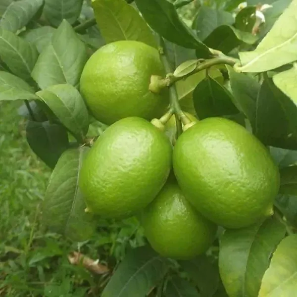 China_3_Seedless_Lemon_Nimbu_Fruit_Air_Layering_Grafted_Plants_Tree_1_2