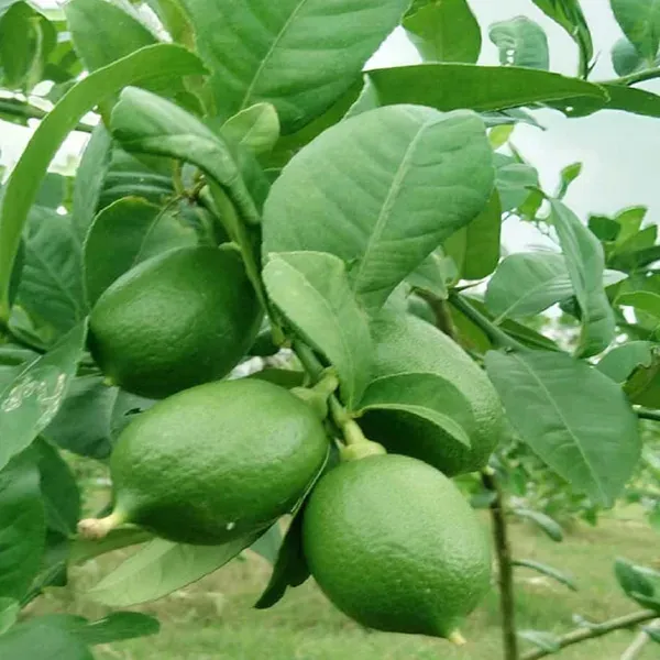 China_3_Seedless_Lemon_Nimbu_Fruit_Air_Layering_Grafted_Plants_Tree_1_2