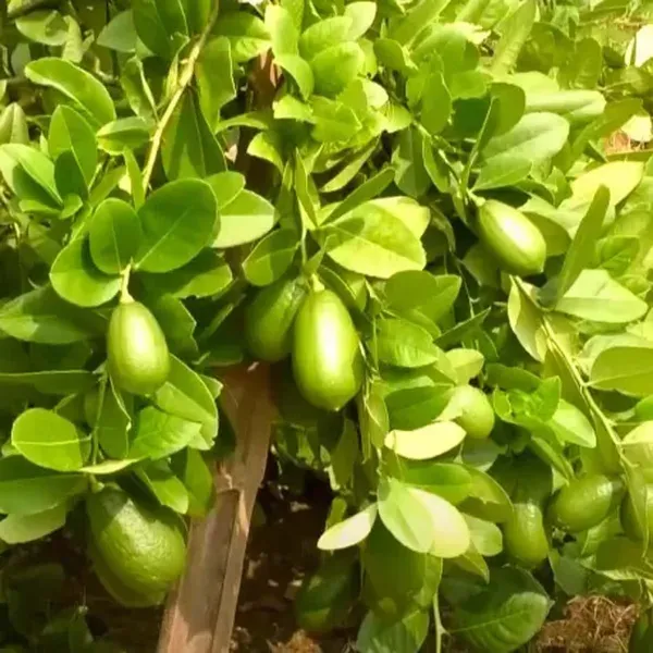 China_3_Seedless_Lemon_Nimbu_Fruit_Air_Layering_Grafted_Plants_Tree_1_2