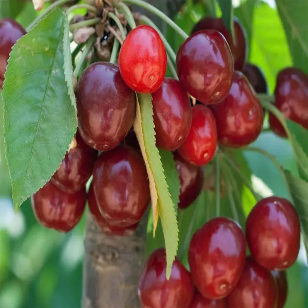 Apple_Sylvia_Cherry_Original_Fruit_Grafted_Plants_Tree_1_5_3_Feet_Size