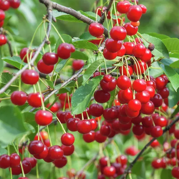 Apple_Sylvia_Cherry_Original_Fruit_Grafted_Plants_Tree_1_5_3_Feet_Size