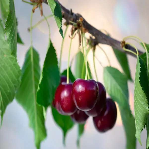 Apple_Sylvia_Cherry_Original_Fruit_Grafted_Plants_Tree_1_5_3_Feet_Size
