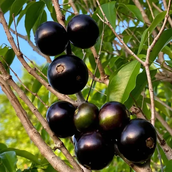Jabuticaba_Oblongata_Fruit_Plants_Tree_1_5_3_Feet_Size