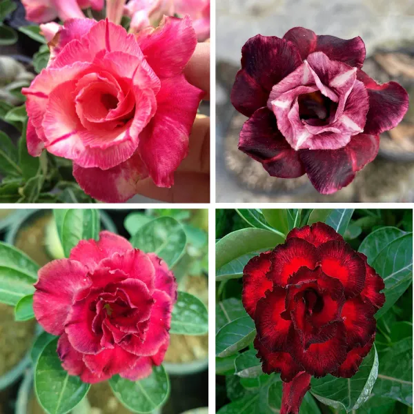 Adenium_Grafted_Flowers_Plant_Pack_Of_4