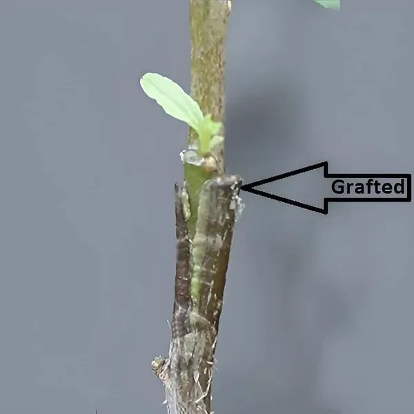 Nurani_Sundari_Apple_Ber_Jujube_Kul_Variety_Grafted_Fruit_Plants_Tree_1_2