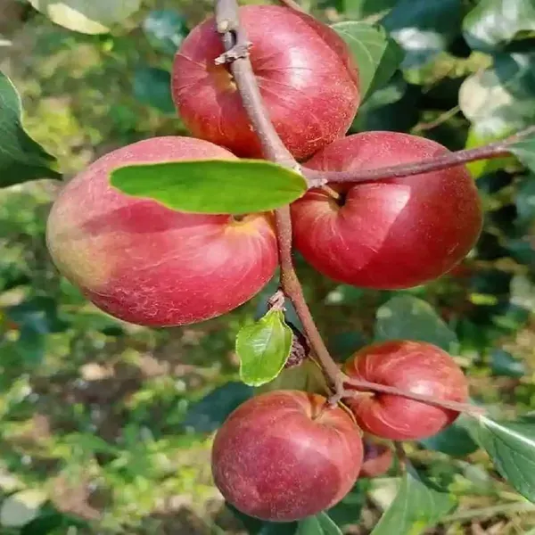 Nurani_Sundari_Apple_Ber_Jujube_Kul_Variety_Grafted_Fruit_Plants_Tree_1_2