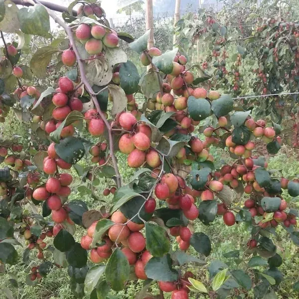 Nurani_Sundari_Apple_Ber_Jujube_Kul_Variety_Grafted_Fruit_Plants_Tree_1_2