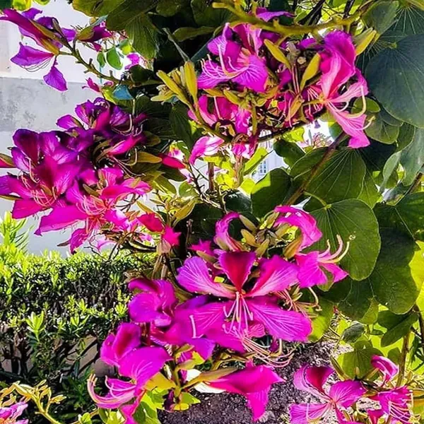 Purple_Colour_Kanchan_Bauhinia_Purpurea_Flower_Plants_Tree_1_2_Feet_Size