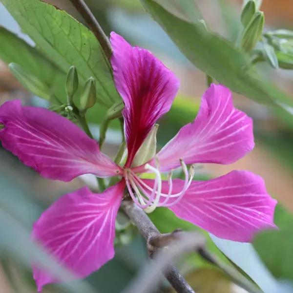 Purple_Colour_Kanchan_Bauhinia_Purpurea_Flower_Plants_Tree_1_2_Feet_Size