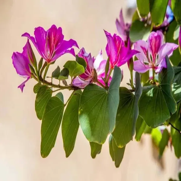 Purple_Colour_Kanchan_Bauhinia_Purpurea_Flower_Plants_Tree_1_2_Feet_Size