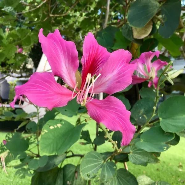 Purple_Colour_Kanchan_Bauhinia_Purpurea_Flower_Plants_Tree_1_2_Feet_Size