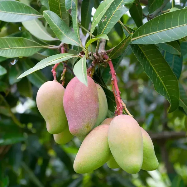 Valencia_Pride_Mango_Grafted_Aam_Fruit_Plants_Tree_1_5_3_Feet_Size
