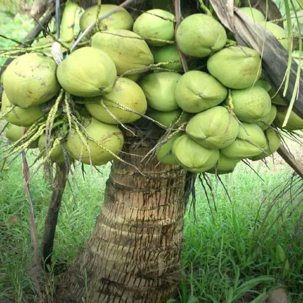 Ganga_Bondam_Coconut_Hybrid_Dwarf_Varaity_Fruit_Plants_Tree_2_4_Feet_Size