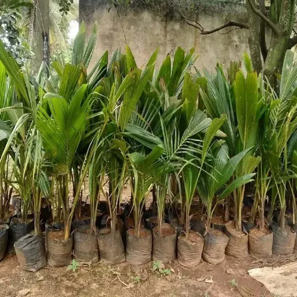Ganga_Bondam_Coconut_Hybrid_Dwarf_Varaity_Fruit_Plants_Tree_2_4_Feet_Size