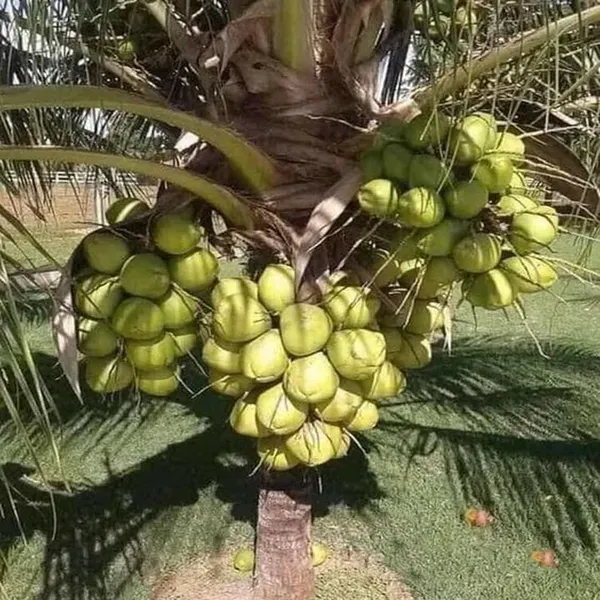 Ganga_Bondam_Coconut_Hybrid_Dwarf_Varaity_Fruit_Plants_Tree_2_4_Feet_Size