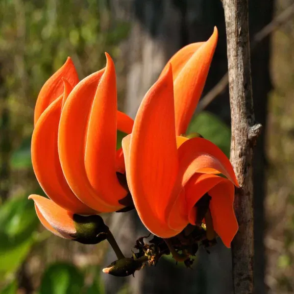 Red_Colour_Palash_Butea_Monosperma_Flower_Plants_Tree_1_2_Feet_Size