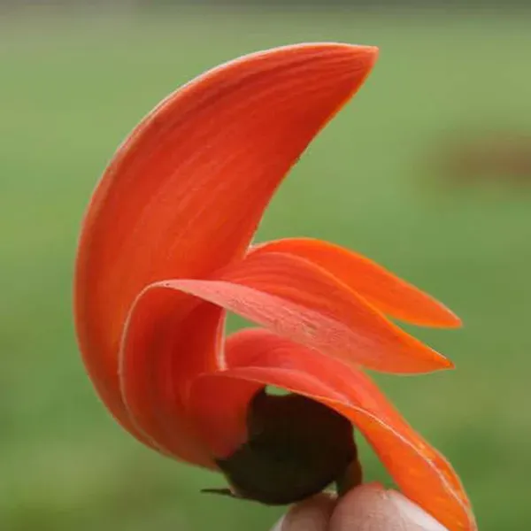Red_Colour_Palash_Butea_Monosperma_Flower_Plants_Tree_1_2_Feet_Size