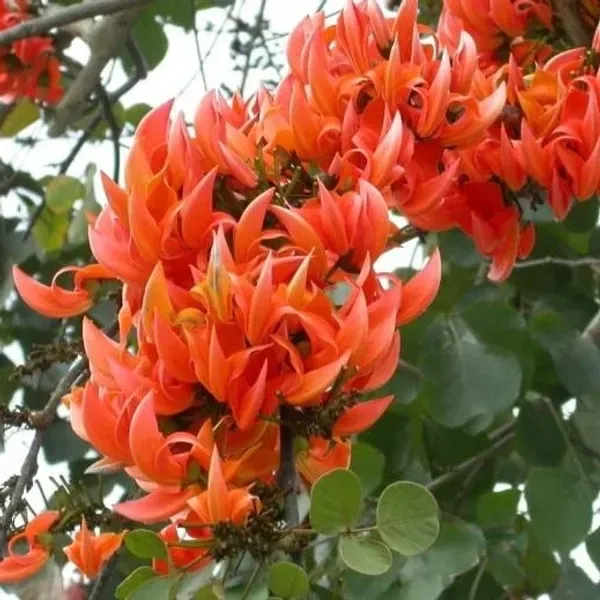 Red_Colour_Palash_Butea_Monosperma_Flower_Plants_Tree_1_2_Feet_Size