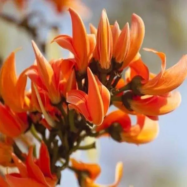 Red_Colour_Palash_Butea_Monosperma_Flower_Plants_Tree_1_2_Feet_Size