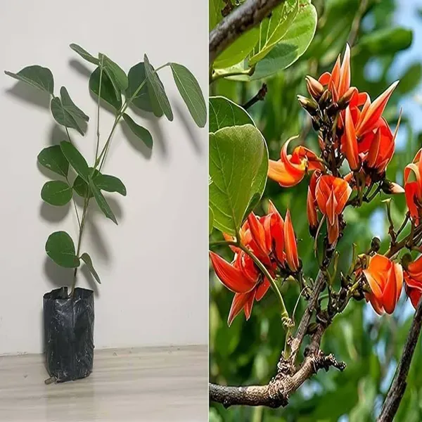 Red_Colour_Palash_Butea_Monosperma_Flower_Plants_Tree_1_2_Feet_Size