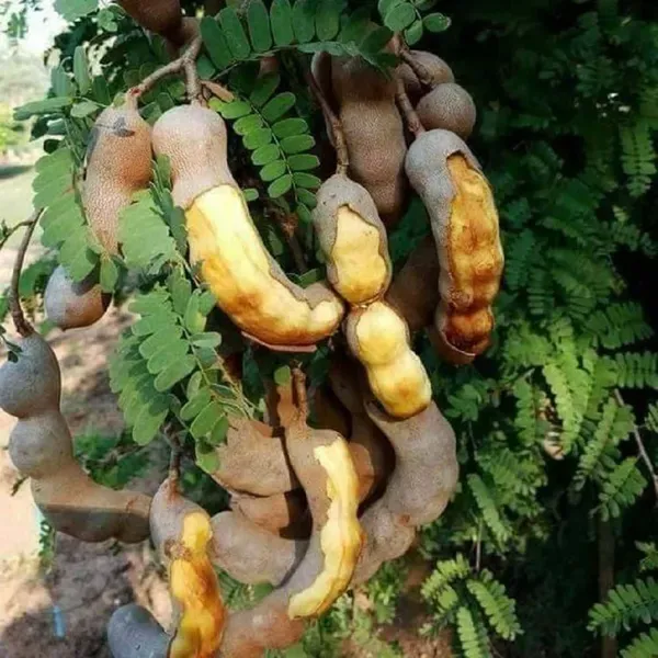 Thai_Sweet_Tamarind_Imli_Fruit_Grafted_Plants_Tree_1_5_3_Feet_Size