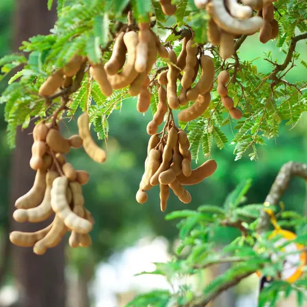 Thai_Sweet_Tamarind_Imli_Fruit_Grafted_Plants_Tree_1_5_3_Feet_Size