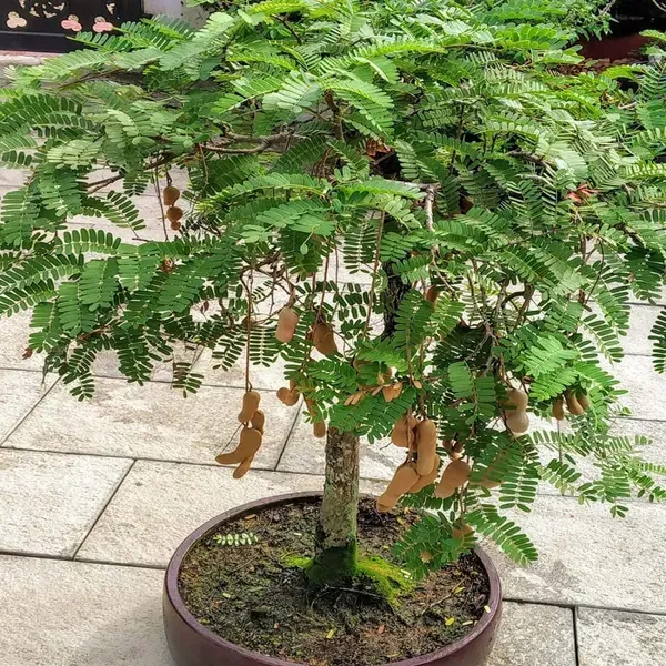 Thai_Sweet_Tamarind_Imli_Fruit_Grafted_Plants_Tree_1_5_3_Feet_Size