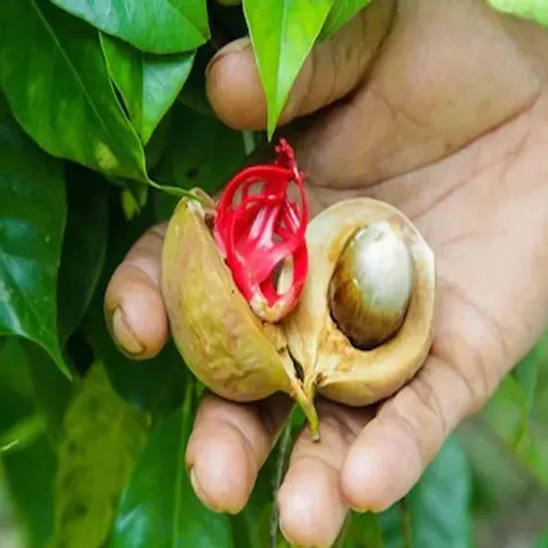 Jaifal_Myristica_Javitri_Jaiphal_Spice_Plants_Tree_1_3_Feet_Size