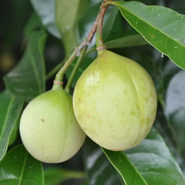 Jaifal_Myristica_Javitri_Jaiphal_Spice_Plants_Tree_1_3_Feet_Size