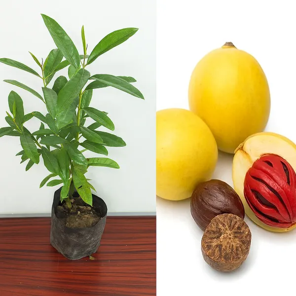 Jaifal_Myristica_Javitri_Jaiphal_Spice_Plants_Tree_1_3_Feet_Size
