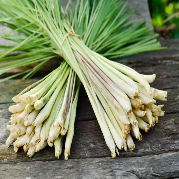 Lemon_Grass_Plants_Tree_1_5_3_Feet_Size