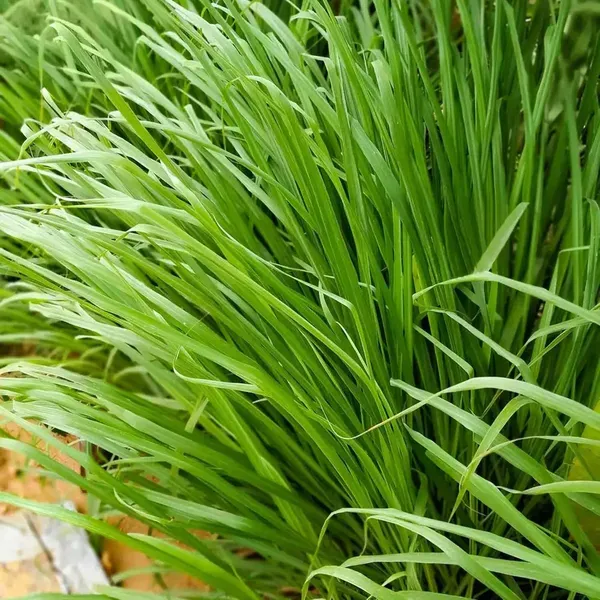 Lemon_Grass_Plants_Tree_1_5_3_Feet_Size