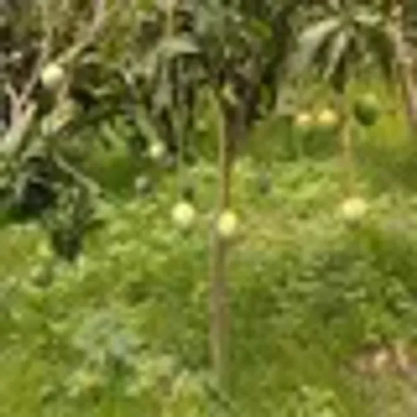 Thai_All_Time_Baramasi_Mango_Grafted_Aam_Fruit_Plants_Tree_1_5_3_Feet_Siz