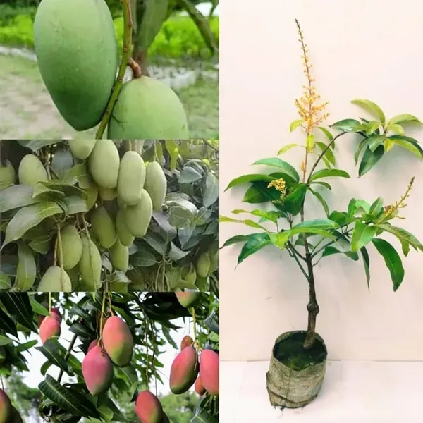 Thai_All_Time_Baramasi_Mango_Grafted_Aam_Fruit_Plants_Tree_1_5_3_Feet_Siz