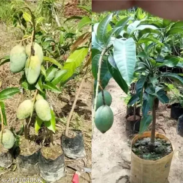 Thai_All_Time_Baramasi_Mango_Grafted_Aam_Fruit_Plants_Tree_1_5_3_Feet_Siz