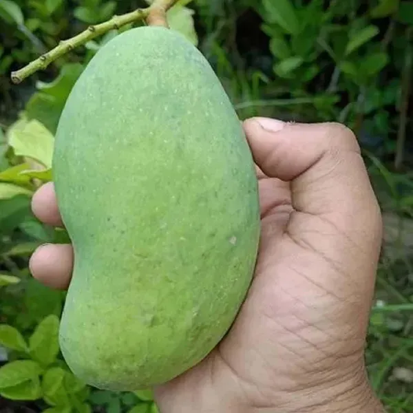Thai_All_Time_Baramasi_Mango_Grafted_Aam_Fruit_Plants_Tree_1_5_3_Feet_Siz