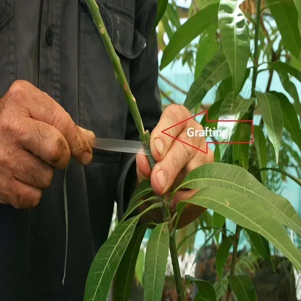 Thai_All_Time_Baramasi_Mango_Grafted_Aam_Fruit_Plants_Tree_1_5_3_Feet_Siz