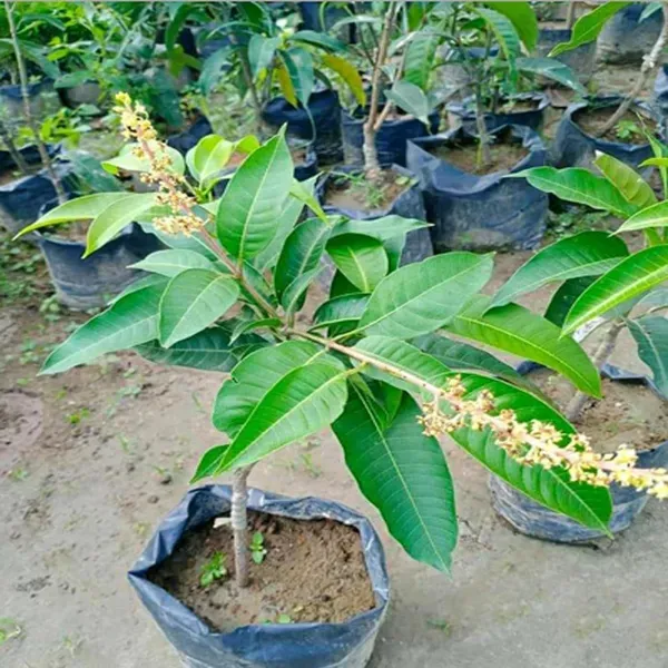 Thai_All_Time_Baramasi_Mango_Grafted_Aam_Fruit_Plants_Tree_1_5_3_Feet_Siz