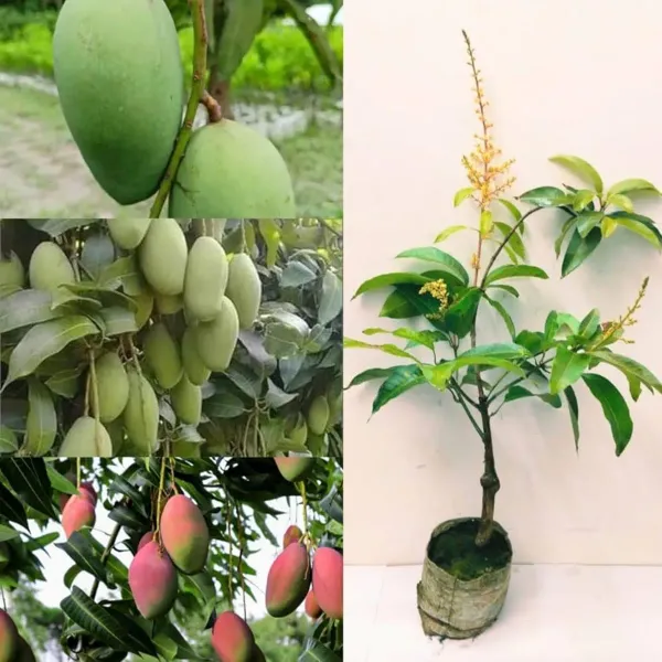 Thai_All_Time_Baramasi_Mango_Grafted_Aam_Fruit_Plants_Tree_1_5_3_Feet_Siz