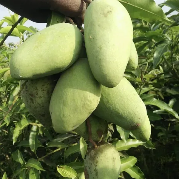 Thai_Catimon_Katimon_All_Time_Sweet_Mango_Grafted_Aam_Fruit_Plants_Tree_1