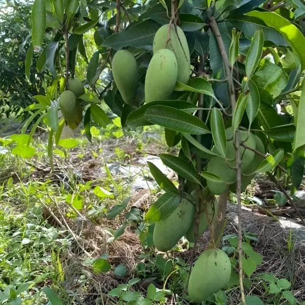 Thai_Catimon_Katimon_All_Time_Sweet_Mango_Grafted_Aam_Fruit_Plants_Tree_1