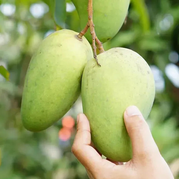 Thai_Catimon_Katimon_All_Time_Sweet_Mango_Grafted_Aam_Fruit_Plants_Tree_1